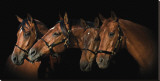 Family of Horses Stretched Canvas Print by Melanie Snowhite