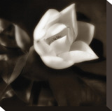 Magnolia Unfolding Stretched Canvas Print by Dan Magus