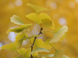 Ginkgo Photographie par Ryuji Adachi