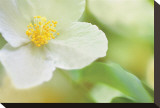 Dogwood Stretched Canvas Print by Karin Connolly
