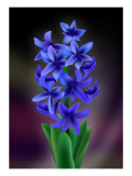 Hyacinth Giclee Print by Ikuko Kowada