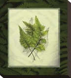 Japanese Painted Fern Study II Stretched Canvas Print by Melinda Bradshaw
