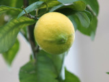 A Lemon Photographic Print by Ryuji Adachi