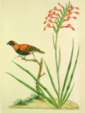 Finch Plaque en métal par John Frederick Miller