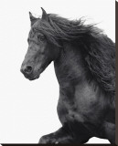Friesian Stretched Canvas Print by Melanie Snowhite