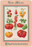 Ernst Benary Tomato Plakietka emaliowana autor Ernst Benary