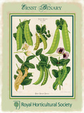 Ernst Benary podded peas Blikskilt af Ernst Benary Ernst Benary podded peas Blikskilt af Ernst Benary