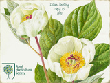 Lillian Snelling White Peony Blechschild von Lillian Snelling
