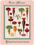 Benary Beetroot Cartel de chapa por Ernst Snelling Benary Beetroot Cartel de chapa por Ernst Snelling