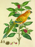 Sun Parakeet Plakietka emaliowana autor John Frederick Miller