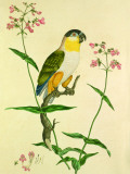 Black Hooded Parrot Plakietka emaliowana autor John Frederick Miller