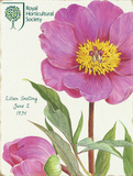 Lillian Snelling Pink Peony Tin Sign