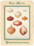 Ernst Benary Onion Blikskilt af Ernst Snelling