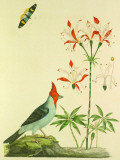 Dominical Cardinal Plakietka emaliowana autor John Frederick Miller