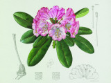 Lillian Snelling Rhododendron Plakietka emaliowana autor Lillian Snelling