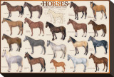 Horses Stretched Canvas Print