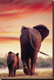 Elephant Walking with Calf Stretched Canvas Print Elephant Walking with Calf Stretched Canvas Print