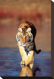 Tiger Walking Stretched Canvas Print