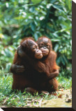 Orangutanes Reproducción en lienzo de la lámina