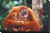 Orangutan and Baby Stretched Canvas Print