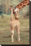 Giraffe and Baby Stretched Canvas Print