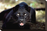 Black Panther Close-Up Reproduction transférée sur toile