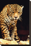 Leopard Stretched Canvas Print