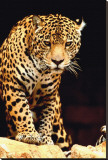 Leopard Stretched Canvas Print Leopard Stretched Canvas Print