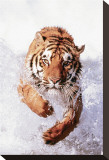 Tiger Running Through Water Stretched Canvas Print
