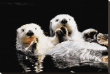 Sea Otters Stretched Canvas Print