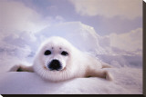 Seal Pup Stretched Canvas Print