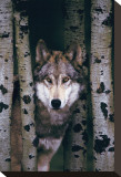 Gray Wolf Stretched Canvas Print