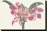 Pink Amaryllis Stretched Canvas Print