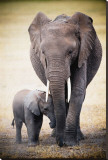 Elephant and Baby Stretched Canvas Print Elephant and Baby Stretched Canvas Print