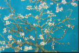 Almond Branches in Bloom, San Remy, c.1890 Stretched Canvas Print by Vincent van Gogh