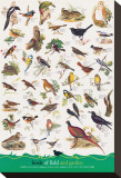 Birds of Fields and Gardens Stretched Canvas Print