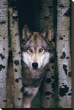 Gray Wolf Reproducción en lienzo de la lámina Gray Wolf Reproducción en lienzo de la lámina