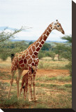 Giraffe and Baby Stretched Canvas Print