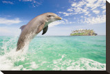 Dolphin Leaping Stretched Canvas Print