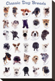 Dog Breeds Stretched Canvas Print by Yoneo Morita