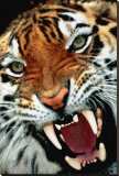 Bengal Tiger Close-Up Lærredstryk på blindramme