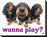 Wanna Play Stretched Canvas Print by Yoneo Morita