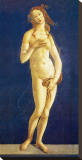 Venus Stretched Canvas Print by Sandro Botticelli