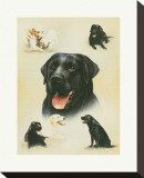 Labrador Stretched Canvas Print by Libero Patrignani