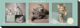 Cute Kitten Kaboodle Reproduction transférée sur toile : par Rachael Hale