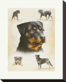 Rottweiler Stretched Canvas Print by Libero Patrignani