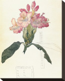 Rhodendron Leinwand von Charles Rennie Mackintosh