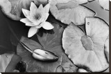 Water Lily Splendor, Central Park Stretched Canvas Print