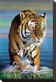 Tiger in Water Stretched Canvas Print by Ken Messom