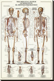 The Skeletal System Stretched Canvas Print